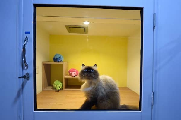 Some cat breeds tend to be happier living indoors.