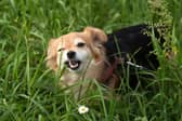 It's pretty common for dogs to eat grass.