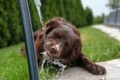 Dogs need to be kept hydrated on hot days.