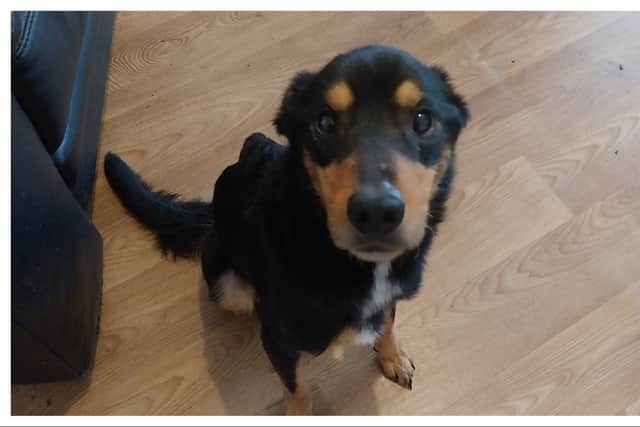 Rocky was not fed properly by his owner and kept in a cage.