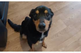 Rocky was not fed properly by his owner and kept in a cage.