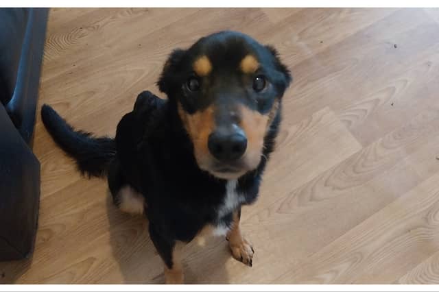 Rocky was not fed properly by his owner and kept in a cage.