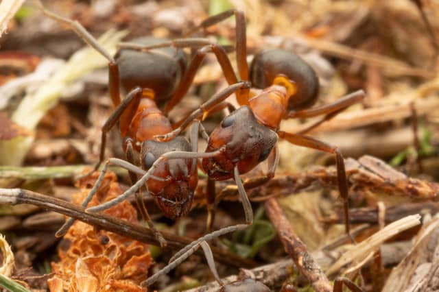 Endangered narrow-headed ants have been found living on the Balmoral estate in Aberdeenshire (Picture: Cairngorms National Park)