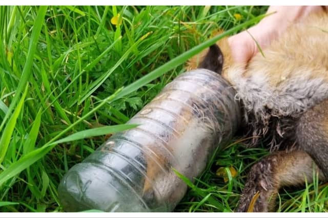 A fox cub with its head trapped in a plastic bottle, the cub was rescued by wildlife experts.