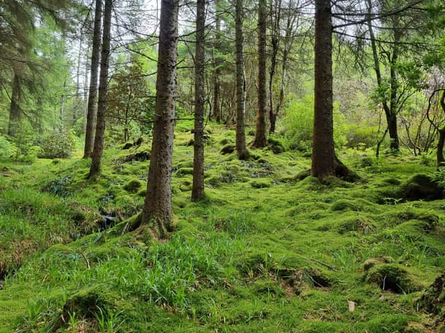 Mossy hummocks among naturally spaced native woodland in the south-eastern section of the lochside walk. 