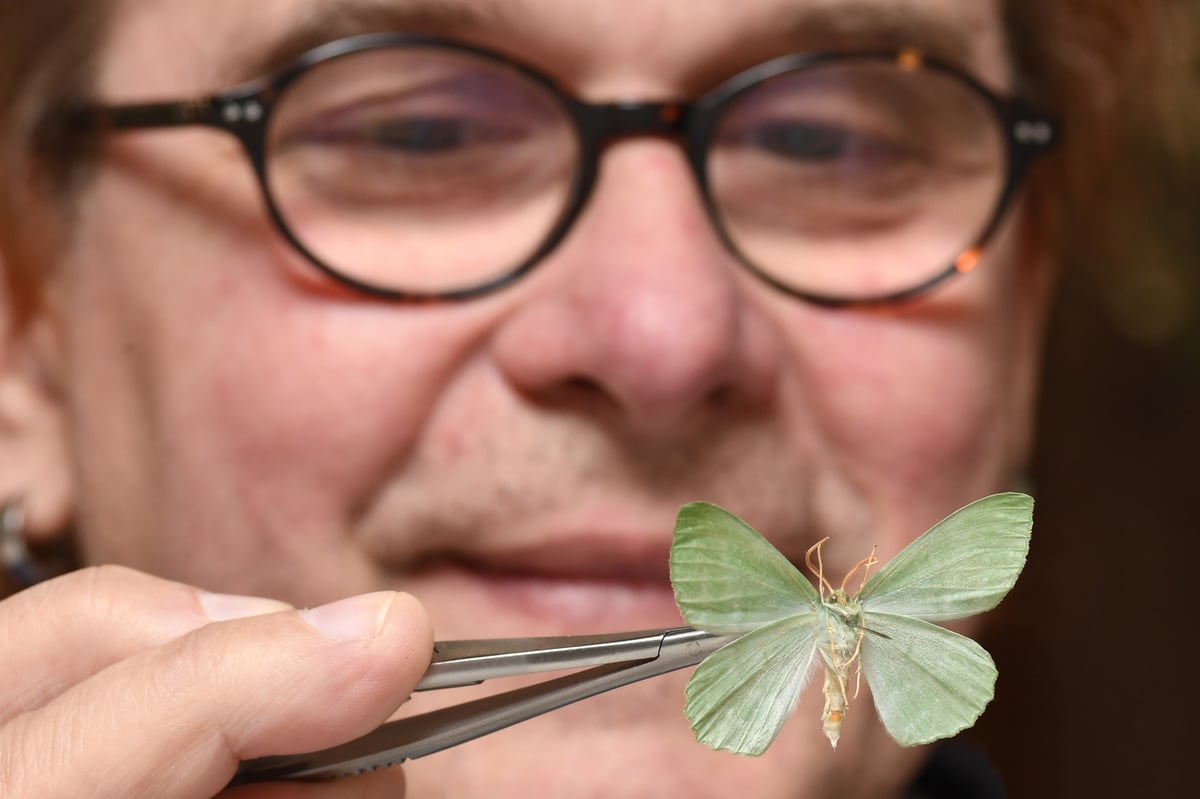 £1.8m project to digitise about 700,000 plant and insect specimens