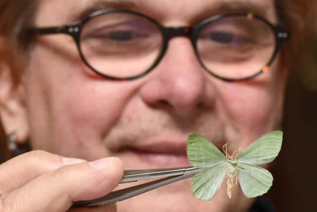 Dr Vladimir Blagoderov, Principal Curator of Invertebrates at National Museums Scotland examines a moth which will be digitised as part of the DiSSCo UK project. Pic: Neil Hanna.