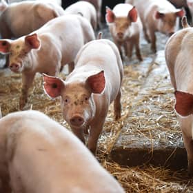 Pig farmers are calling for more government support