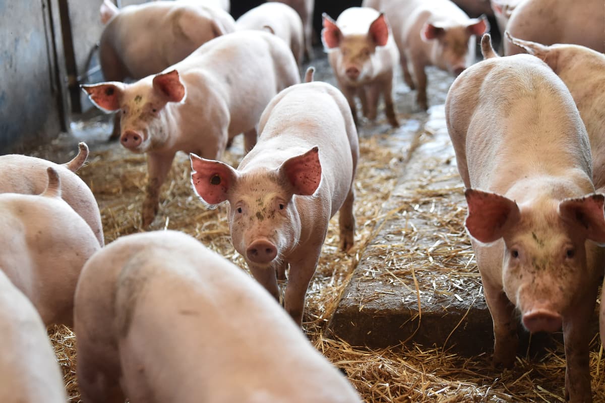 Emergency support will help pig producers, but we must fix the market ...