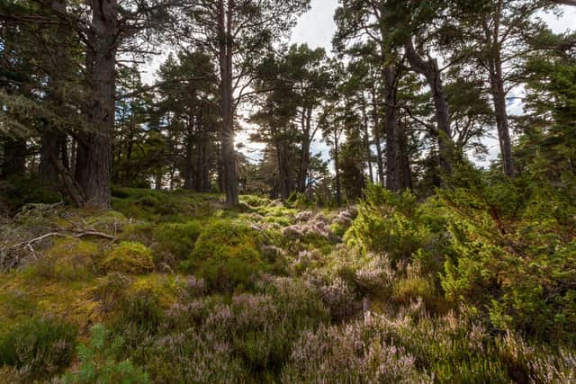 Ancient woodlands are 'incredibly biodiverse landscapes'