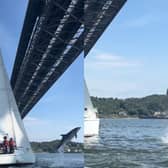 Dolphin breaches in front of sailors in Firth of Forth,