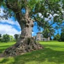 The Balloch Castle ash - suvivor of 1996 Oasis concert, disease and multiple storms - is in the running for Tree of the Year. PIC: Woodland Trust