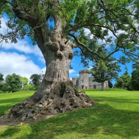 The Balloch Castle ash - suvivor of 1996 Oasis concert, disease and multiple storms - is in the running for Tree of the Year. PIC: Woodland Trust