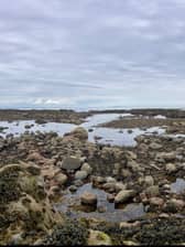 Seaweed-covered rocks at low tide: a slippery trip hazard or a well-stocked larder? 