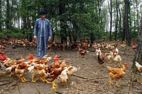 Chickens should be able to enjoy life outdoors, and not be confined in a cage (Picture: Pascal Parrot)