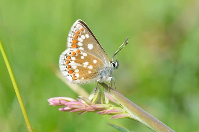 The Northern Brown Argus butterfly is a nationally scarce species and is "one of Scotland's most threatened butterflies", according to wildlife charity Butterfly Conservation.