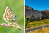 A ranger at Historic Environment Scotland has issued concerns that a "very rare" habitat of the Northern Brown Argus butterfly which calls Holyrood Park home may have been severely damaged by the recent wildfire on Salisbury Crags