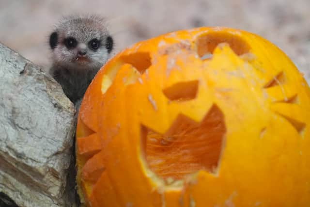 Meerkat pups enjoy their first Halloween with a pumpkin at Blair Drummond Safari Park near Stirling (Andrew Milligan/PA)