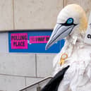 Wildlife campaigner Robert Pownall dressed as a gannet outside the Waverley Court polling station in Edinburgh (Jane Barlow/PA)