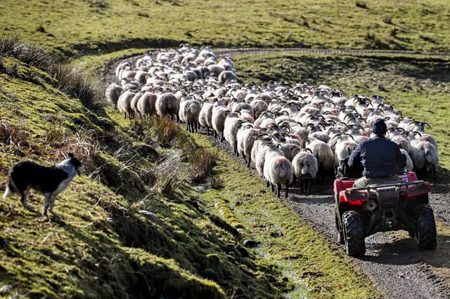 The average income for ‘less favoured area’ livestock farms is just £28,600, according to the latest figures (Picture: Jeff J Mitchell)