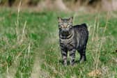 Some cat breeds just love exploring the outdoor world.