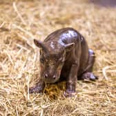 Gloria has given birth to her second baby pygmy hippo