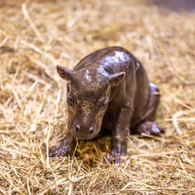 Gloria has given birth to her second baby pygmy hippo
