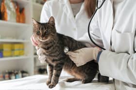 Some cat breeds are more likely than others to need a visit to the vet.