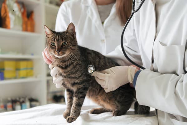 Some cat breeds are more likely than others to need a visit to the vet.
