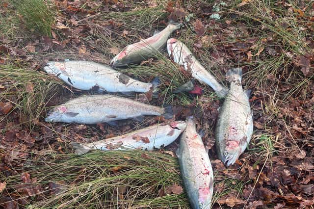 Anglers claim farmed fish were caught in great numbers in January on the opening day of the salmon fishing season on Loch Tay. The fish are alleged to have escaped from the Kames fish farm at Kenmore on Loch Tay which the company strongly denies.