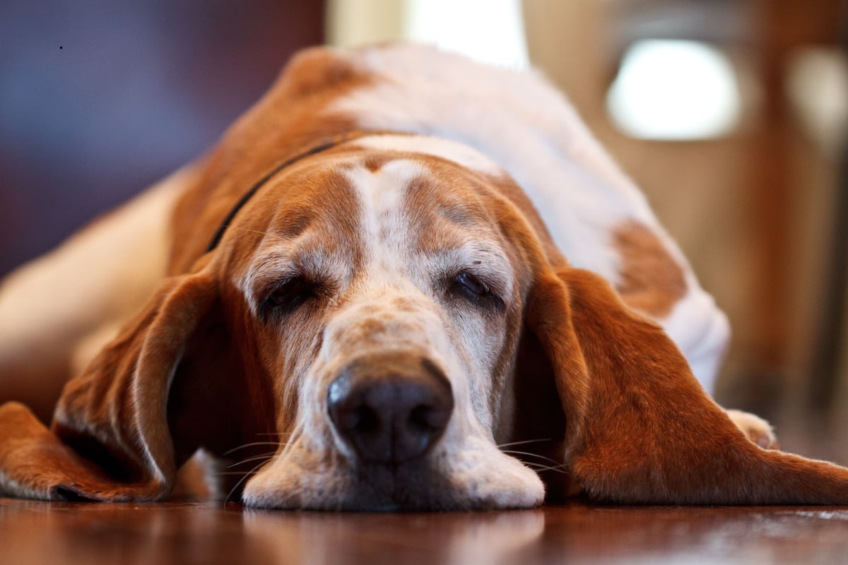 Least Aggressive Dogs 2026: Here are the 10 most placid breeds of