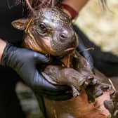 Edinburgh's Zoo's pygmy baby hippo has been named 