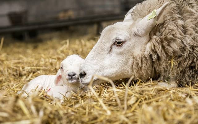 The latest case of bluetongue was reported on a farm near Lockerbie, with two lambs testing positive