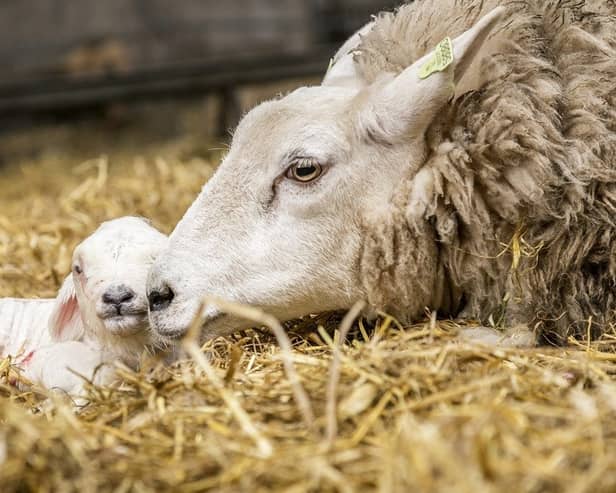 The latest case of bluetongue was reported on a farm near Lockerbie, with two lambs testing positive 