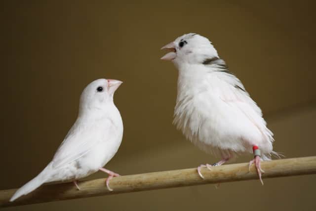 The researchers found that the birds pass on their skills to future generations. Picture: Kazou Okanoya