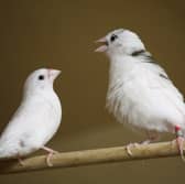The researchers found that the birds pass on their skills to future generations. Picture: Kazou Okanoya