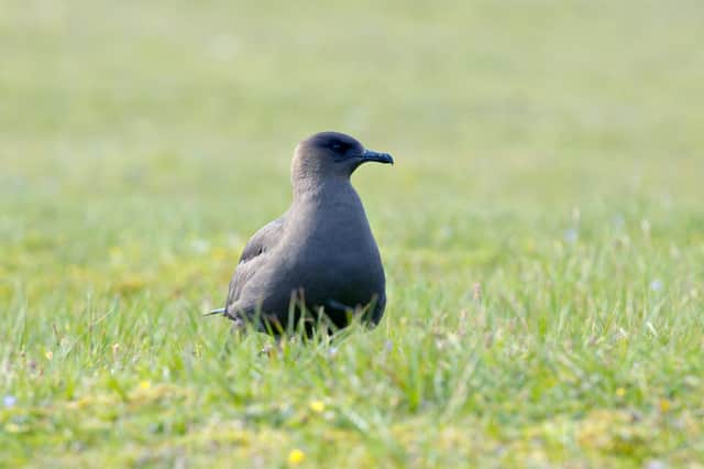 Arctic Skua, Isle of Noss, Shetland