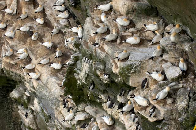 Gannets and Guillemots on the rockface, Noss NNR, Shetland