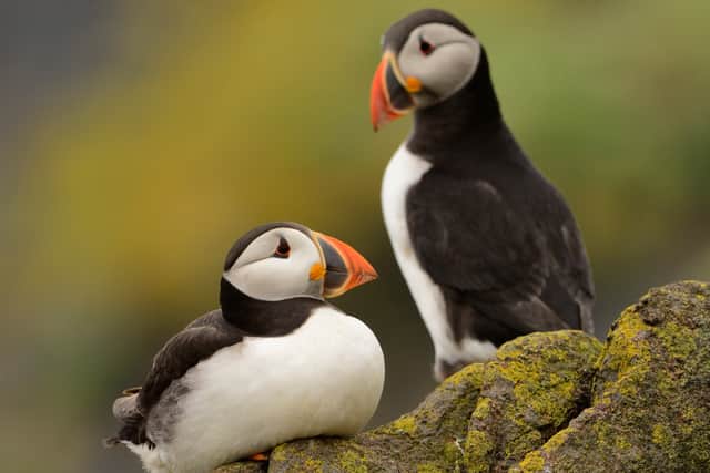 Puffins on the Isle of May