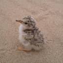 Little Tern chick at Forvie 