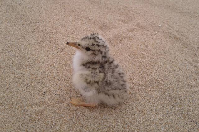 Little Tern chick at Forvie