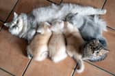 What will these kittens be named?