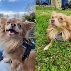 Ollie died from a severe brain haemorrhage after being violently shaken, leaving owner Kara Davies heartbroken.
