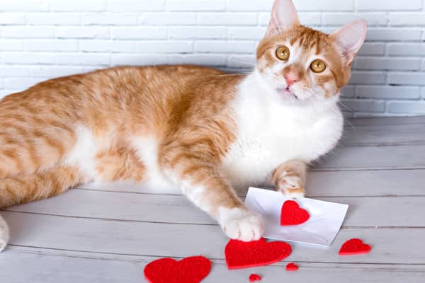 Cats have their own unique love language.