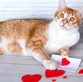 Cats have their own unique love language.