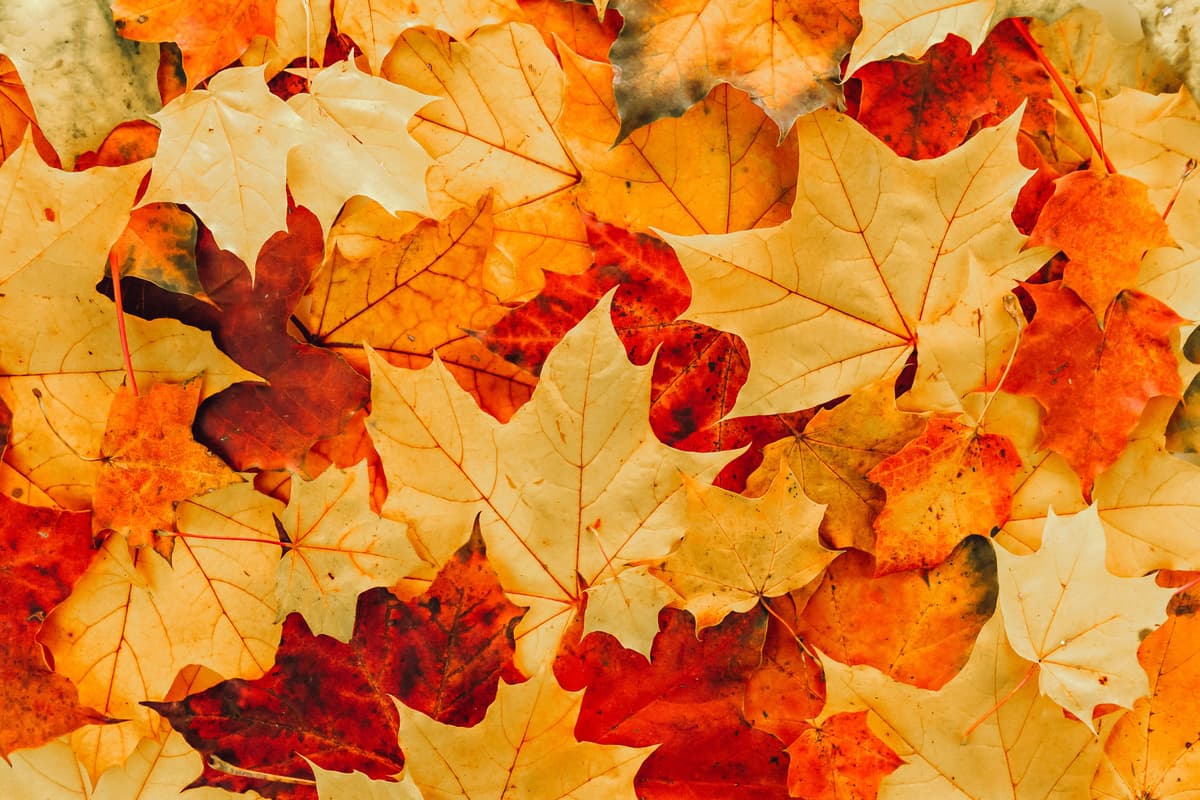 When does summer 2026 end? Here's when it's officially autumn - ...