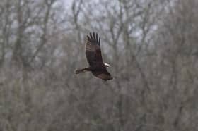 A marsh harrier is seen in flight