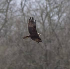 A marsh harrier is seen in flight