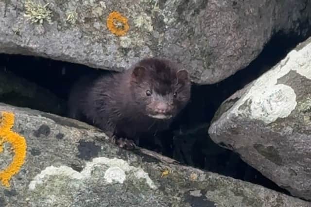 Mink on the isle of Gigha have wiped out local ground-nesting bird populations