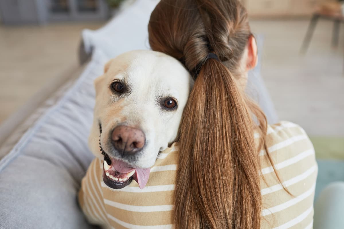 Hunde für Anfänger 2026: Hier sind die 10 besten Hunderassen für ...